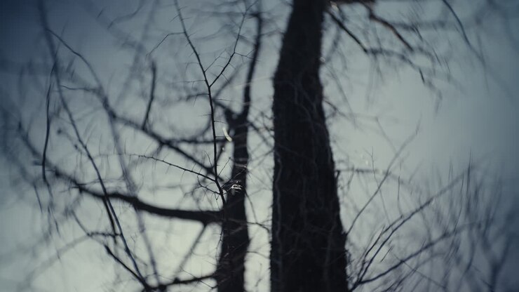 Bare Trees Against a Cloudy Sky