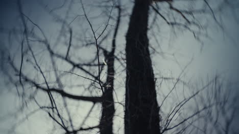 bare trees against a cloudy sky
