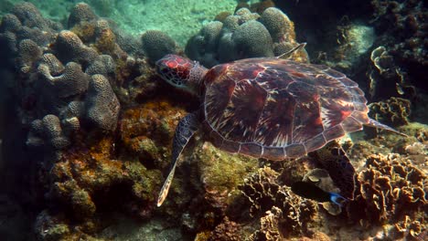 hawksbill sea turtle slowly swimming in blue water through sunlight, try to find food on coral reef. scuba on wildlife. underwater marine life tropical turtle in wild nature