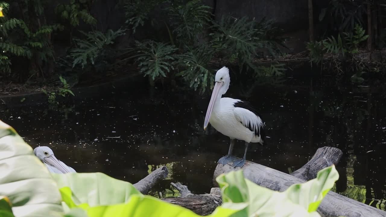 Pelicans Standing on Logs Above Pond in Tropical Wildlife Habitat