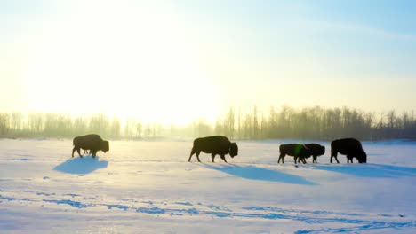 winter snow covered path of a closeup of a herd of buffalos with their baby offspring bison calves walk closely with each duirng a sunrise lens flare of a big sunny sun reflecting with shadows 3-3