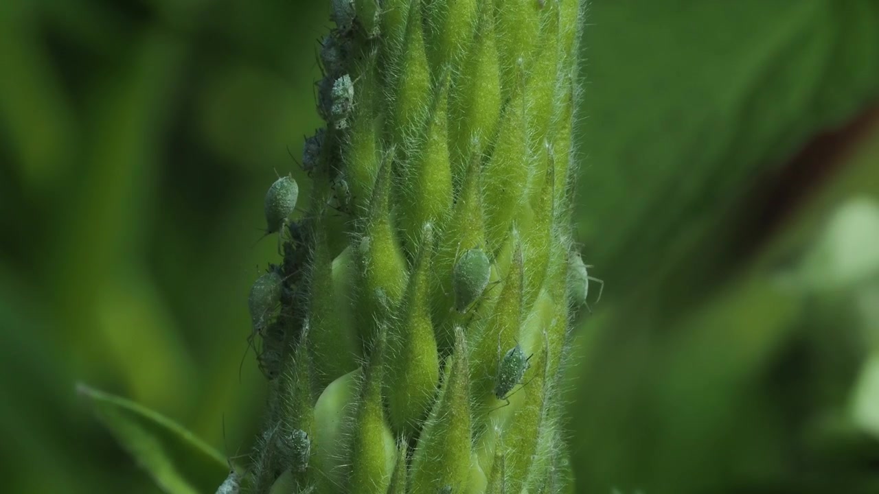 Pulgões do tremoço sugando a seiva da espiga da flor de tremoço