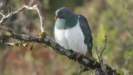 gran pájaro endémico de nueva zelanda - paloma de madera kereru sentado en una rama