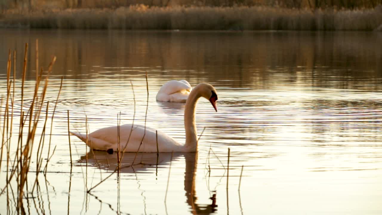 hermosos cisnes blancos nadando y buceando con gracia para comer en un lago tranquilo - cerrar