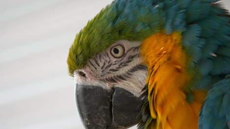 Macro-shot-of-Ara-Macaw-Parrot-looking-into-camera-during-sunny-day-in-nature