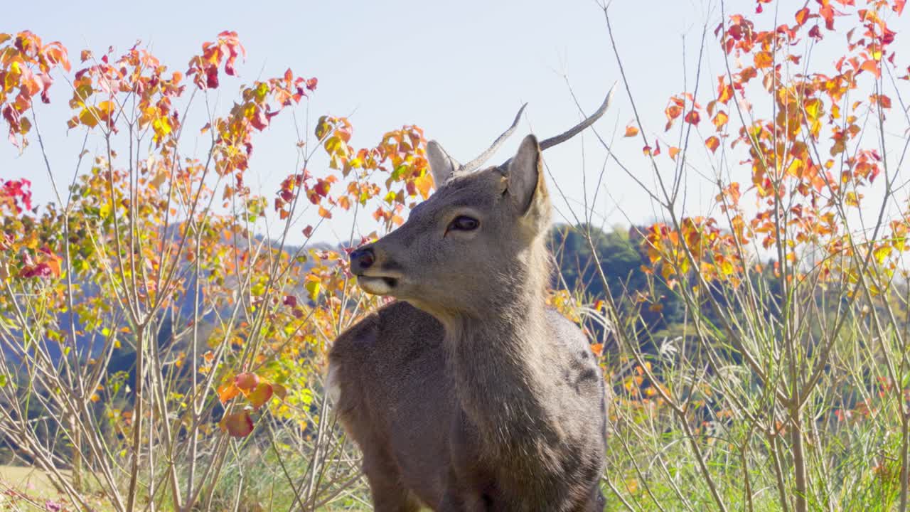 나라에서 가장 좋은 전망