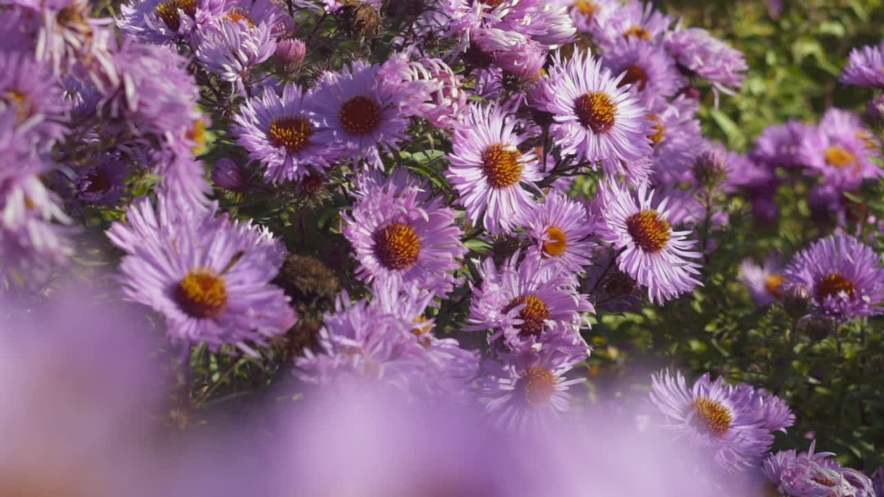 A Slow Motion Shot of a Bunch of Aster Amellus Flowers