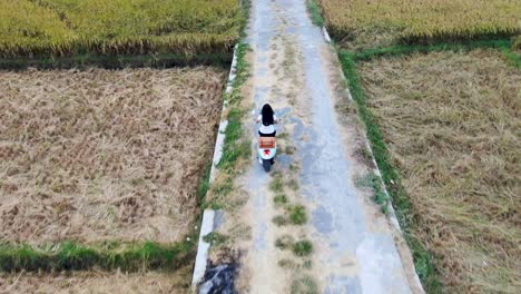 Woman-ride-motorbike-on-bumpy-country-road-near-rice-fields,-aerial-back-view