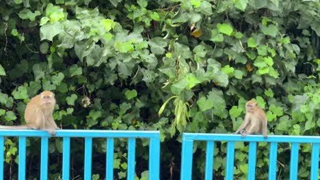 monkeys old and young primates resting on a metal fence in malaysia