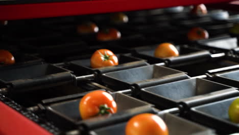 Industrial-machine-sorting-fresh-tomatoes,-close-up-view