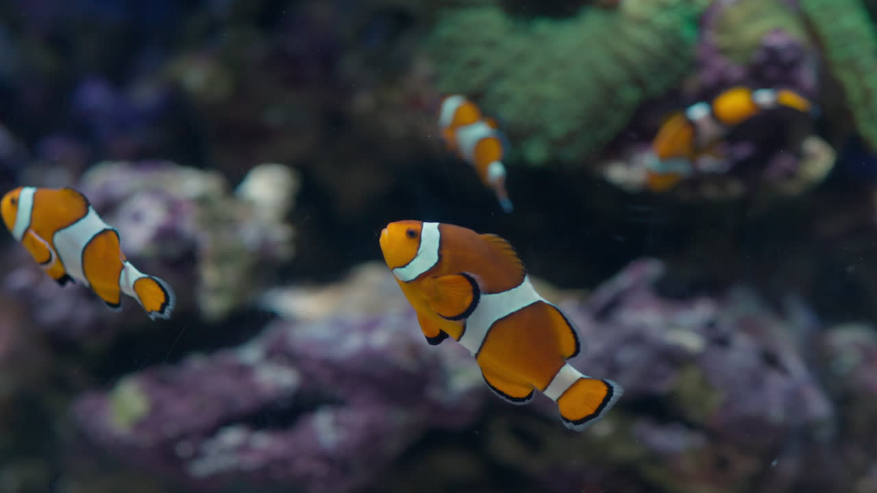 Primo piano di un colorato pesce pagliaccio che nuota in un acquario marino