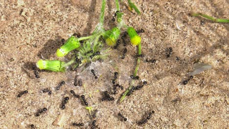 team of garden ants gathering seeds from a dandelion plant, closeup slowmo