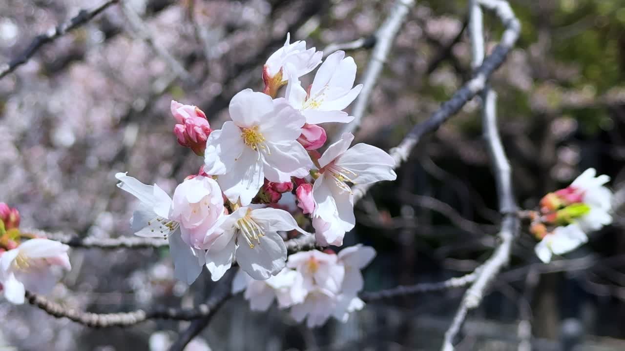 Cherry blossoms bloom on a sunny spring day in Tokyo, calm and peaceful atmosphere