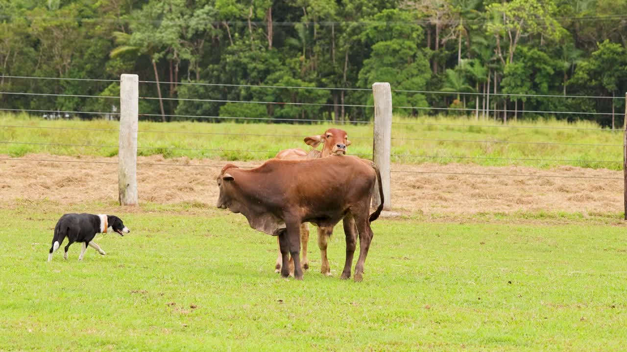 Cattle dog skillfully herds two calves in sunlit pasture, wide shot, natural daylight, steady camera