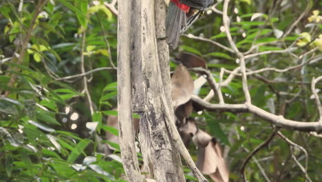 aracari con collar sube a las ramas secas de un árbol colgando en el desierto