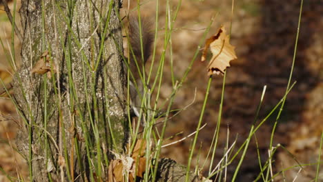 Squirrel-cautiously-comes-down-the-tree-trunk,-disappears-behind-the-vegetation-in-the-foreground