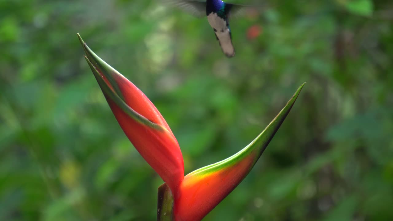 Un grazioso colibrì giacobino dal collo bianco si nutre di un fiore di Etlingera elatior mentre è in volo