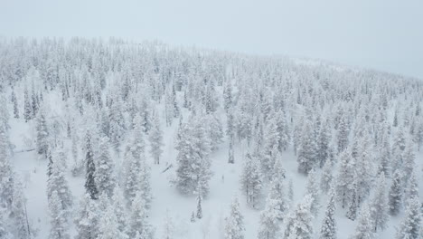 Flying-above-snow-covered-trees-on-a-cloudy-day-giving-an-iconic-aerial-view-of-winter-wonderland-in-Pallas-Yllastunturi-National-Park,-Lapland-Finland