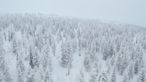 flying above snow covered trees on a cloudy day giving an iconic aerial view of winter wonderland in pallas-yllastunturi national park, lapland finland