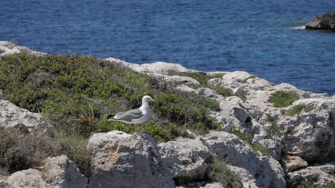 Seagull on a rocky coastal landscape with green vegetation and blue sea view in Menorca