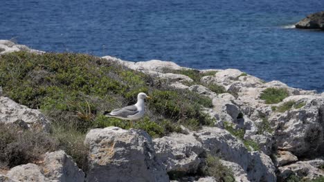 seagull on a rocky coastal landscape with green vegetation and blue sea view in menorca