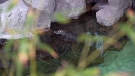 caimán nadando en el agua