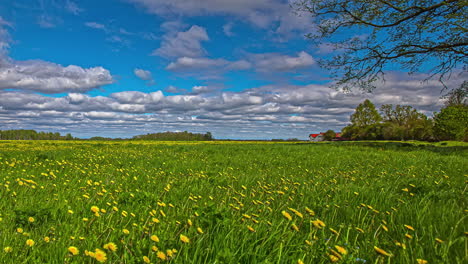 Perfectos-Campos-De-Flores-De-Colza-Ideales-En-Los-Campos-Australianos-Timelapse