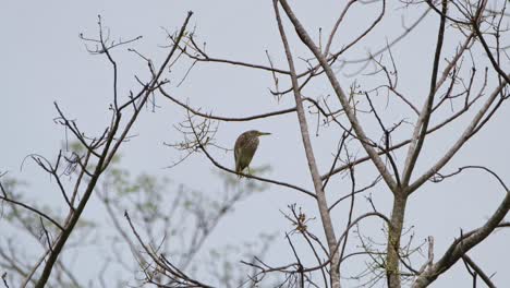 Gesehen-Nach-Rechts-Schauend-Und-Pickt-Dann-Links-Auf-Zweigen,-Chinesischer-Teichreiher-Ardeola-Bacchus,-Kaeng-Krachan-Nationalpark,-Thailand