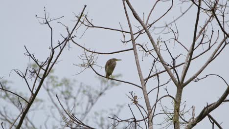 visto mirando hacia la derecha mirando a su alrededor y luego picoteando ramitas a su izquierda, estanque chino heron ardeola bacchus, parque nacional kaeng krachan, tailandia