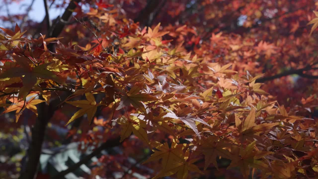 Beautiful autumn color scenery in Japan with perfect fall color tree. Macro close up