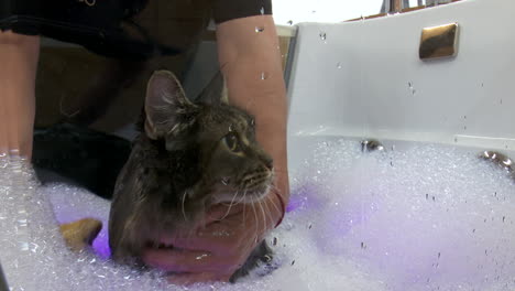 cat getting a bath in a spa