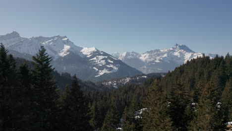 Foque-De-Bosque-De-Pinos-En-Un-Hermoso-Valle-Cubierto-De-Nieve