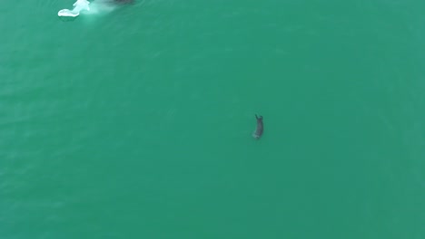 la foca nadando sola en el mar atlántico helado turquesa en islandia