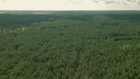 vista superior de un bosque verde bajo el cielo cerca del pueblo de kowalskie blota en el centro norte de polonia