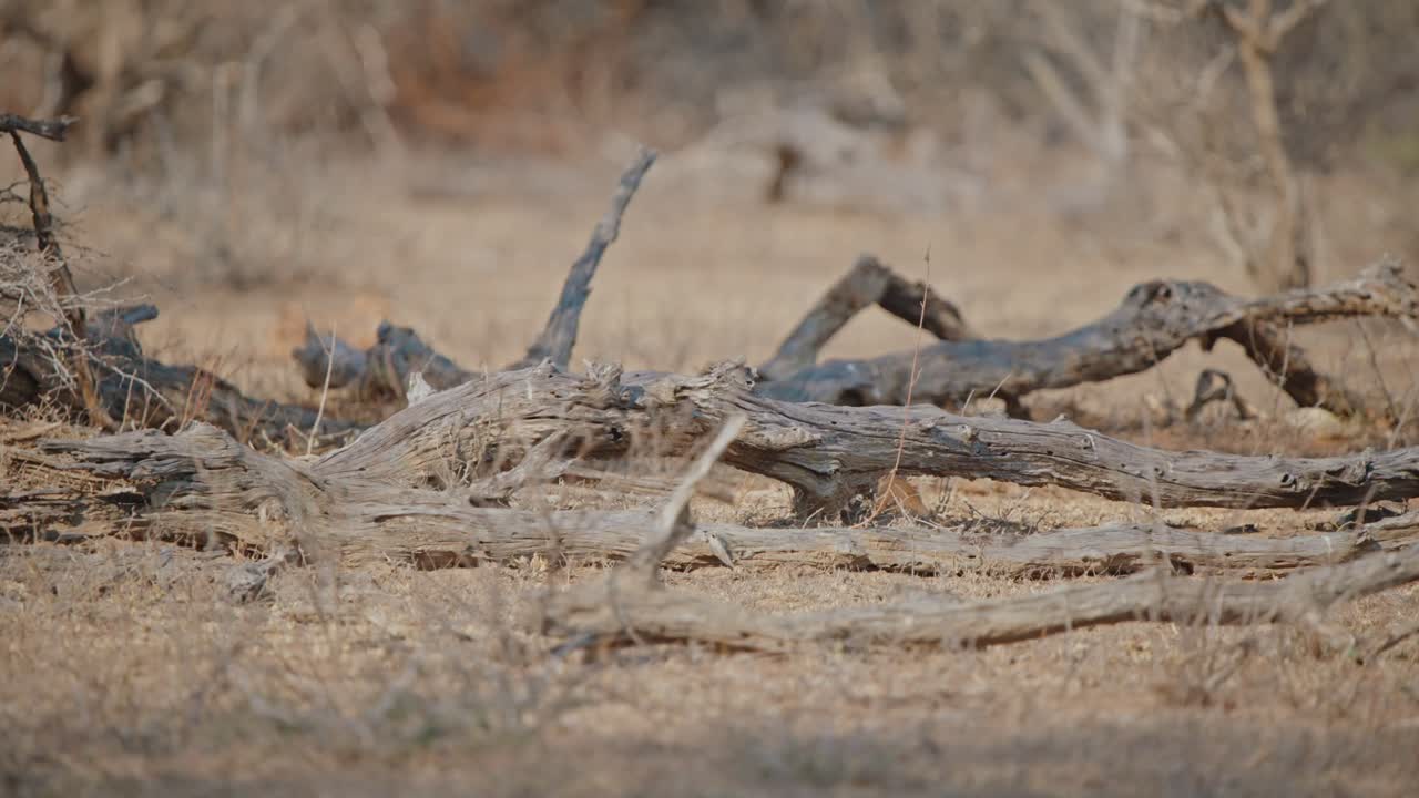 Dwarf mongoose walks through dead tree branches in distance walking and hiding, telephoto compression