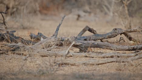 dwarf mongoose walks through dead tree branches in distance walking and hiding, telephoto compression