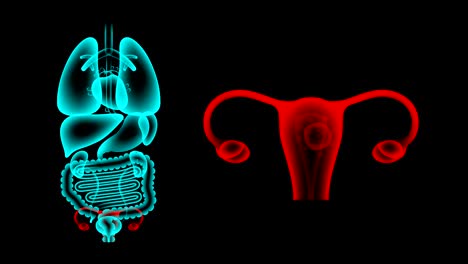 human female organs x-ray set, uterus and ovaries infection concept idea red color illustration isolated glow in the dark background, seamless looping animation 4k with copy space