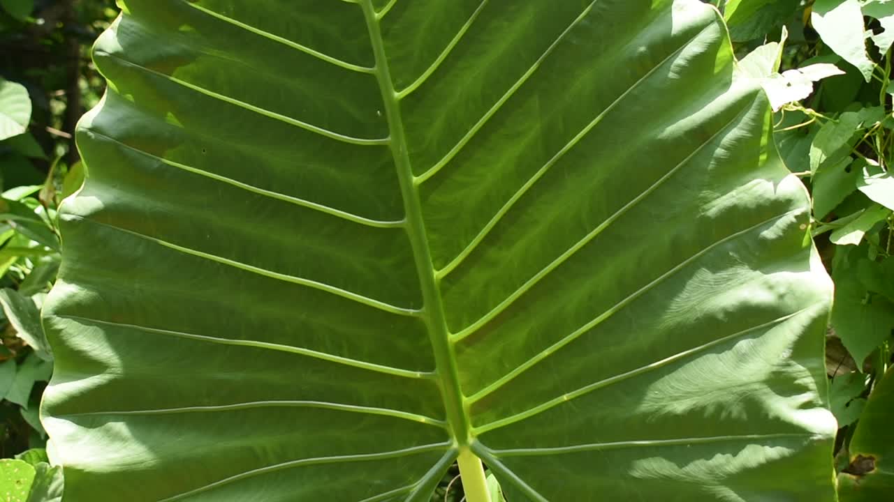 Taro plant green leave shining with sun shine.