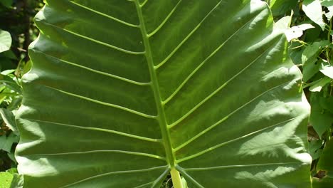 taro plant green leave shining with sun shine.