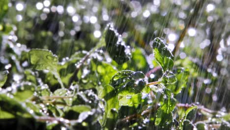 Extreme-Close-up-of-Rain-Falling-On-marjoram-Plant-leaves-In-Garden,-Lit-By-Sun-From-Behind