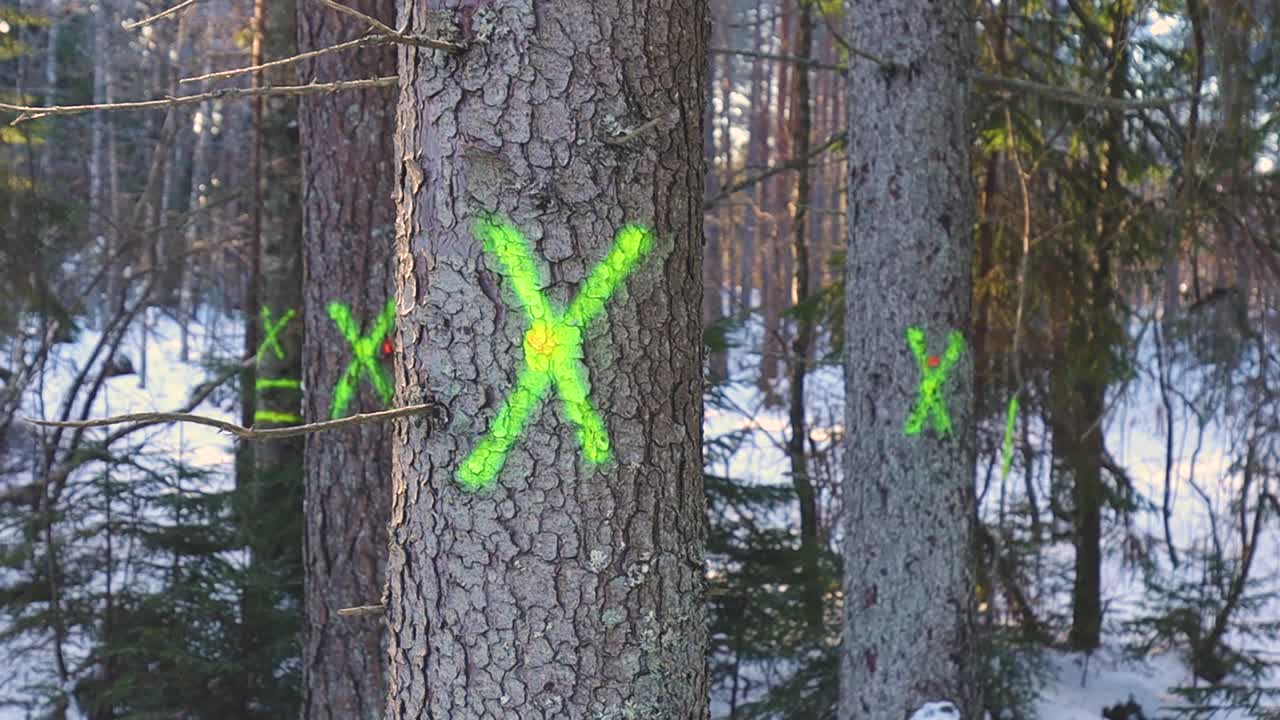 Trees in a snowy forest are marked with bright green spray paint symbols, indicating selected trunks for forestry work amid a quiet winter woodland