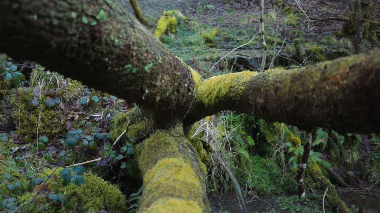 árbol caído cubierto de musgo en el bosque, disparo de seguimiento en cámara lenta