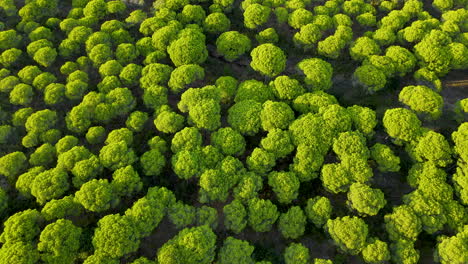 Hermoso-Vuelo-De-Drones-Sobre-Las-Copas-De-Los-árboles-Redondos-Del-Bosque-De-Dosel-En-España---Pinos-Que-Crecen-Al-Aire-Libre-Iluminados-Por-La-Luz-Del-Sol---Textura-Idílica-En-El-Desierto