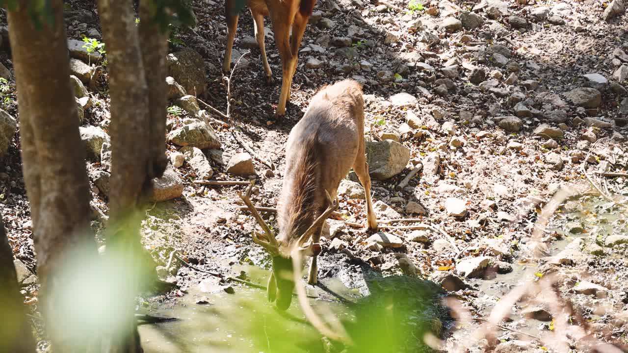 pastoreo de ciervos sambar en un entorno natural