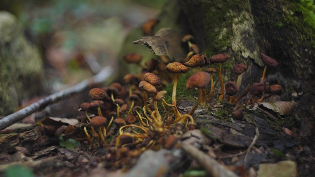 Pequeños hongos naranjas en el bosque