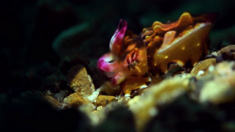 new born juvenile baby flamboyant cuttlefish 4k 25fps lembeh indonesia