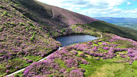 Irlanda-Ubicaciones-épicas-Drone-Dando-Vueltas-En-La-Bahía-De-Lough-Rodeado-Por-Un-Bosque-De-Rododendros-Hermosa-Ubicación-En-Tipperary-En-Una-Gloriosa-Mañana-De-Verano