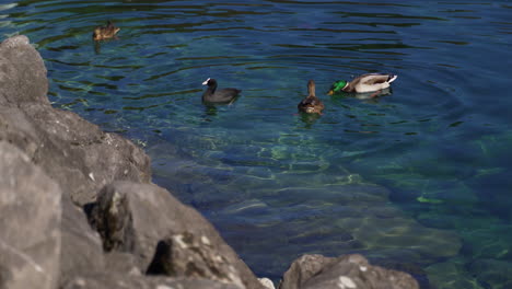 ducks swimming and playing in pond with rocks in the foreground