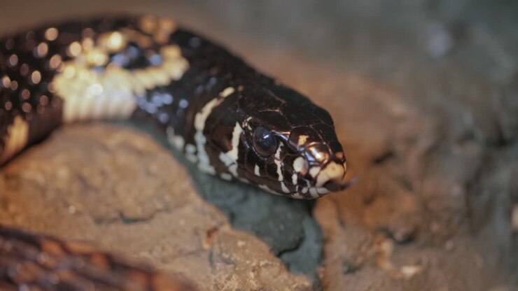 Spilotes pullatus, commonly known as the caninana,chicken snake,yellow rat snake, or serpiente tigre, is a species of large nonvenomous colubrid snake endemic to warmer parts of the Americas.