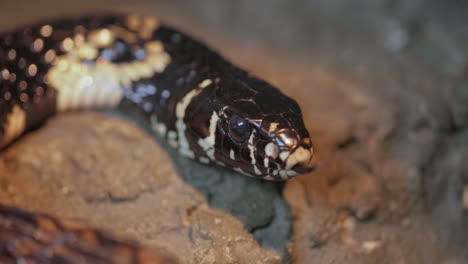 spilotes pullatus, comúnmente conocido como la caninana, serpiente pollo, serpiente rata amarilla, o serpiente tigre, es una especie de serpiente colubrída no venenosa endémica de las partes más cálidas de las américas.